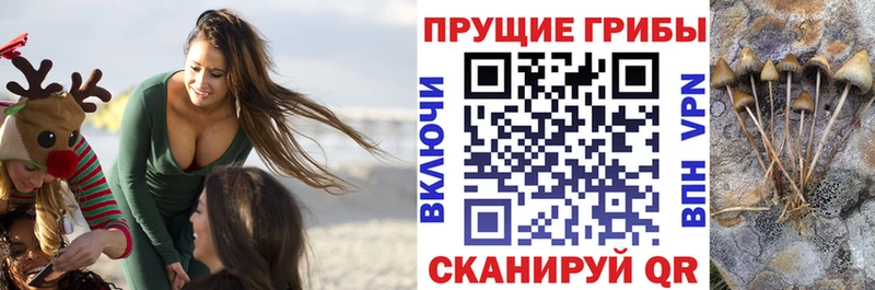 Псилоцибиновые грибы Psilocybine cubensis  Спасск-Рязанский 